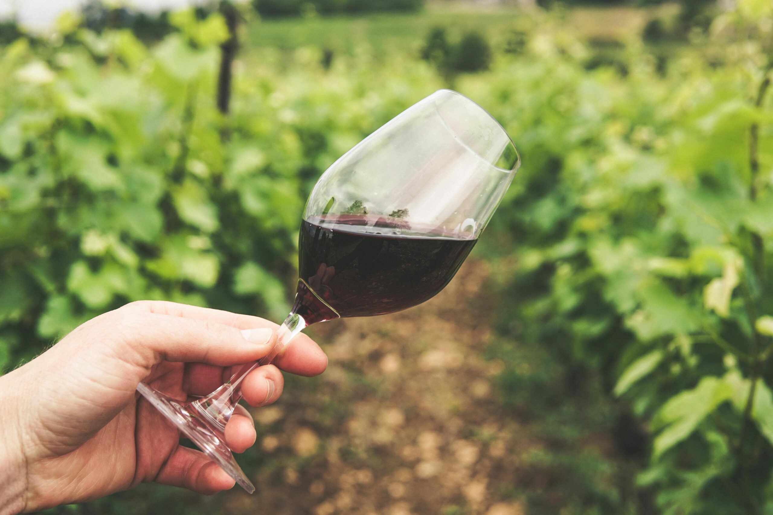 Scopri di più sull'articolo Il Pinerolese DOC: un vino piemontese unico